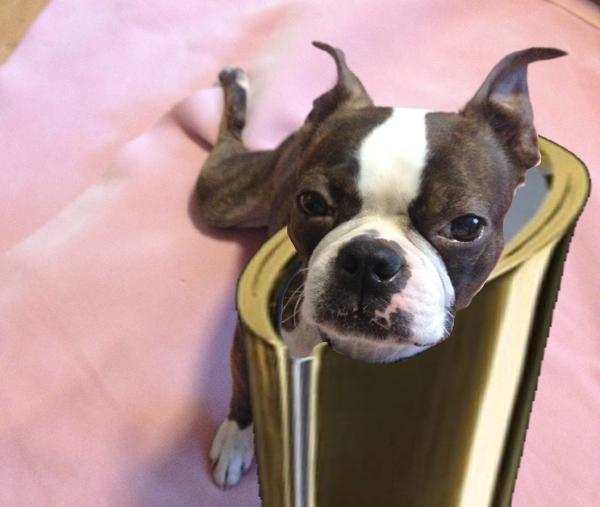 Cone of Shame Trophy